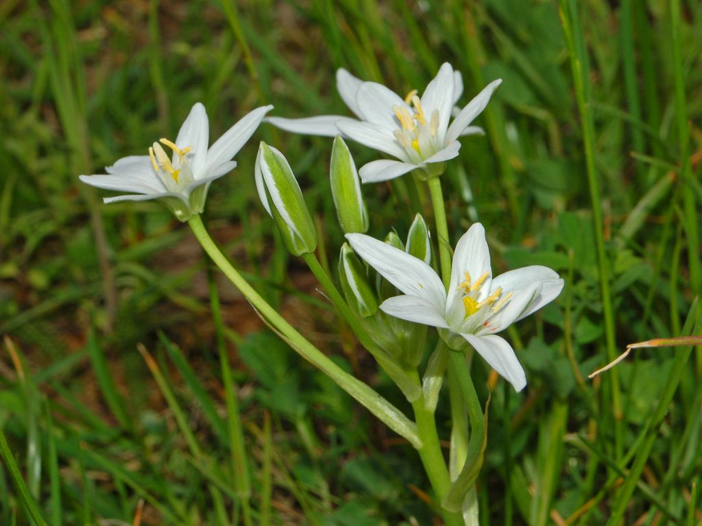 Ornithogalum umbellatum / Latte di Gallina